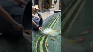 Koi fish #viral