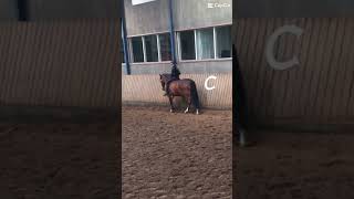 Walking without sadle❤️ #pony #horse  #cutepony #shortvideo #cute #love #horseriding