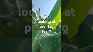 Am I  looking at pre flag leaf?