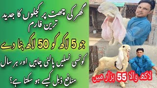 KAJLA CHAAT SHAUK KRAIN OR LAKHON KAMAIN || 72 Breeder kajlay 88 kajla SHAUK Sargodha Goats