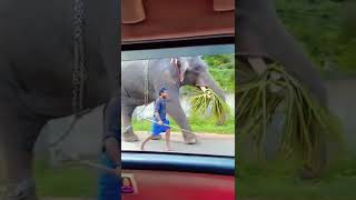 Elephant caught inside the car