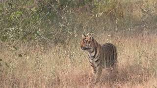 Tigers cubs wait for mommy who goes hunting at Tadoba-Dec 2023