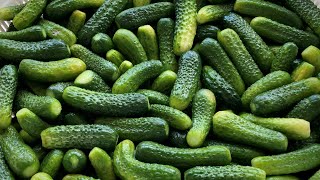 Kornişon Salatalık Turşusu Tarifi 🥒