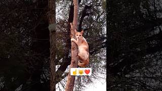 trying to climb on tree 👇🤓❤️