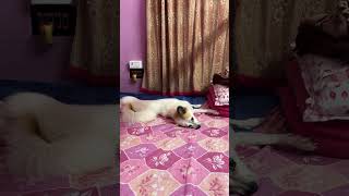 বিছানা গুটিয়ে দিতে আমি ভালোই পারি 😃🐕 #pogodog