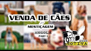 Venda de Cães e as Suas Mestiçagem  PART 1