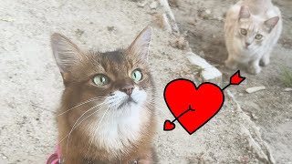 Feral Cat Loves Pedigreed Cat Model #catlovers