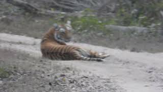 Tiger blocks the road at Dhikala Zone-Corbett Jan 2023