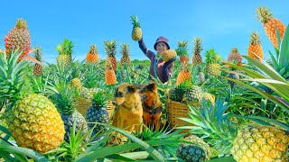 Harvesting Ripe Pineapple Garden Goes To Market Sell - Cook Stuffed Snails, Daily Life | Tieu Lien