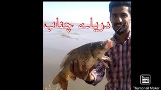 Carp gulfam fish🐟🐟دریاے چناب کا شکار #fishing#hook#shikari#