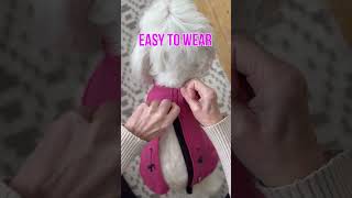 Jacket for dog - FINNERO SPORT #dogsofyoutube #dogsshort #dogslife