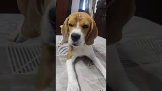 21 June 2024 #petlover #beagle #babu #viralvideo like and subscribe