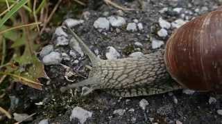 Lilla snigel Vinbergssnäcka (Helix pomatia)