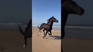 Black Beauty| beautiful horse 🐎| freedom of horse | horse lovers | good friends#shorts #horses