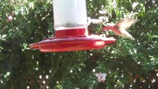 Humming Bird 2015 1017 music