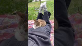 #109 Cute Cat videos 😻😻 #fails #funny #moments #reels