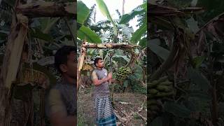 How to harvesting are banana #ep -265 #Short #trending #vairal #banana #food  #agro 🍌🍌