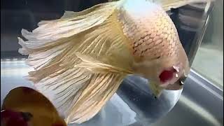 betta halfmoon gold dragon cod 141