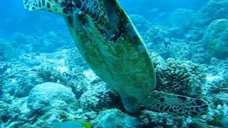 Hawksbill Feeding  3: Best Snorkeling Great Barrier Reef.AVI