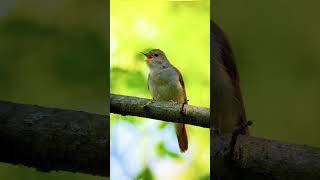 Amazing  Birds #birds #birdslover #new #nature #viralvideo #video #viralshorts #vlog