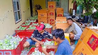 Proses Packing Jambu Kristal👍🏻