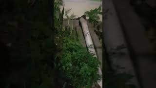 1 pack sempak/Boxer ,,di depan angkringan West...mungkin ada yg nonton video ini rumah nya situ