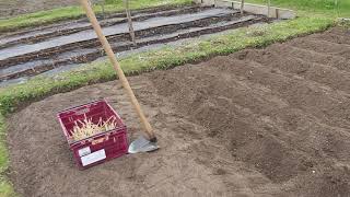 cara potatoes seeds