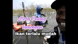 mancing ikan nila di rawa moropelang kerumbu sampai penuh