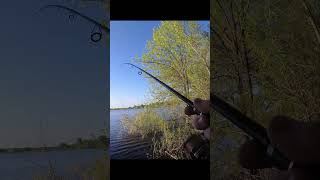 Поимка окуня #рыбалка #fishing #рыба #окунь #поклёвка