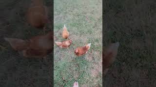 our winged babies #farming #chicken #oklahoma #viral #shorts #free