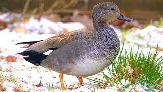 Close-up of the New Gadwall Duck Male, also Featuring the Female [4K]