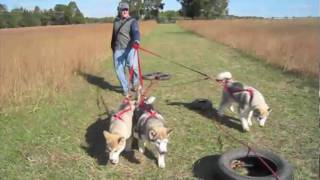 Puppies Training in Harness