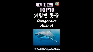 세계 최고의 TOP10 위험한 동물, Dangerous animal, #shorts