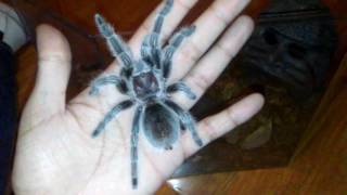 (Harry) my rose haired tarantula