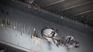 Tierschützer entsetzt über Zustand der Bocholter Stadttauben