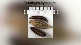 Cumin Seeds - Music