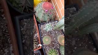 #gratidão #suculentas #amei #cactos #flores #viral #lindås