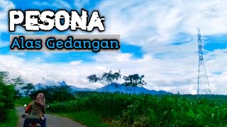 PEMANDANGAN ALAM || Alas gedangan 2022 - Mojoagung Jombang jawa timur