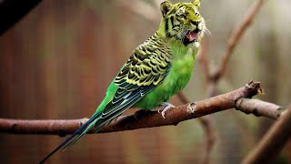 amazon forest animals and birds | Animals Call The Jungle Home | Amazon Rainforest | Relaxation Film