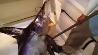 Big Swordfish fishing at night 3. 꿈은 이루어 진다. 대물 황새치 낚시 3.  방게  애인낚