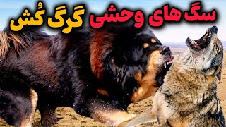 ۱۰ تا از خطرناکترین سگهای وحشی که گرگ و شکست میدن!!😱