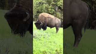 Sighting of American Bison at Yellowstone