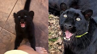 How does Luna the panther talk 😸 Voice from a small kitten to an adult leopard 😊(ENG SUB)