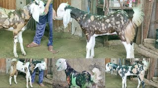 Extreme Quality🐐, Tar Gulabi Gujri Females 🦙, Available At #PathanFarmHouse...😉