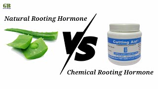 Natural Rooting Hormone vs Chemical Rooting Hormone