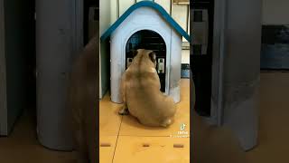 Smart Dog | #dog | #dogs | #shorts #subscribe