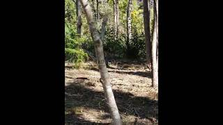 #bush #maintenance 🌳 #australia  🇦🇺  #home 🏡  #bushlife  ⛰️  #scenicrimescape  🐨 ✌️ #lantana