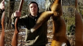 RED FOX TRAPPING 2019