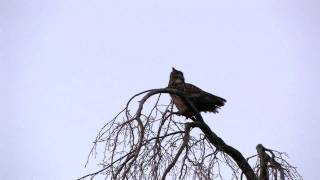 Eagle Owl-fremdes Uhuweibchen (U3) in der Vorbalz