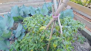 Winter veggie update, radish harvest